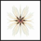 federn collogne fine art