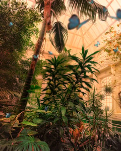 Butterfly House Lancaster I 