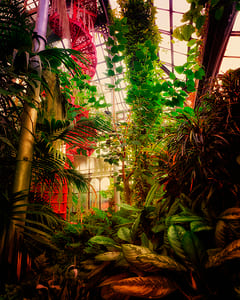 Glasgow Palmhouse I