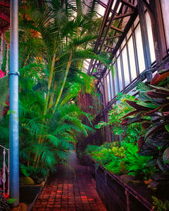 Glasgow Palmhouse III