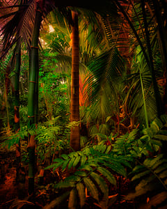 Glasgow Palmhouse IV