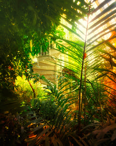 Großes Palmenhaus Schönbrunn XVII