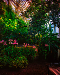 Großes Palmenhaus Schönbrunn XVIII 