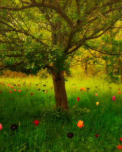 Kew Garden IV 