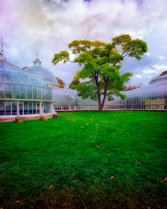 Kibble Palace Glasgow X 