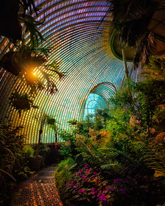 Lednice Palmenhaus XII 