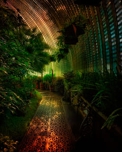 Lednice Palmenhaus XV 