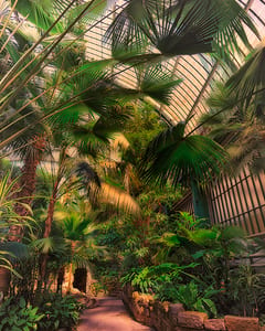 Palmengarten Frankfurt VI 