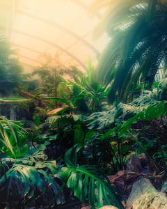 Palmengarten Frankfurt X 