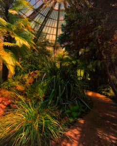 Palmengarten Frankfurt XV 