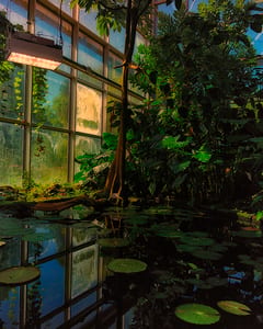 Palmengarten Frankfurt XVII 