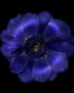 Anemone 3
