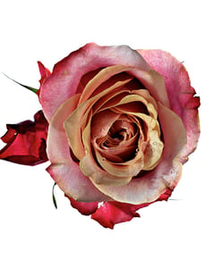 Dark Lavender Rose