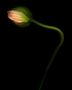 Mohn 4
