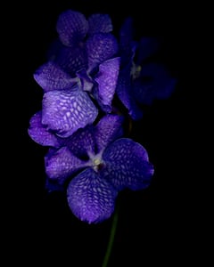 Orchidee