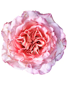 Pink Rose