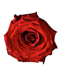 Red Rose