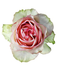 Red White Rose