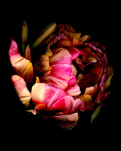Tulpe 2