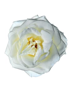 White Rose
