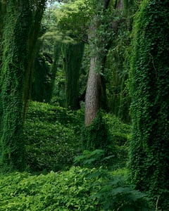 Forest in Cuba I