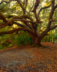 City Park III