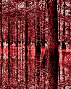 swamp
