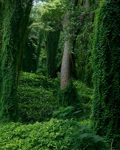 Forest in cuba I