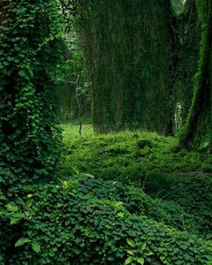 Forest in cuba II