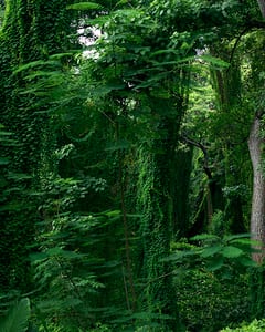 Forest in cuba III