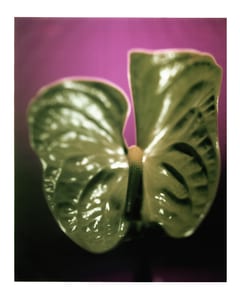 Blatt