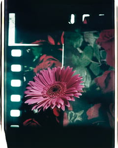 Blume mit Hintergrund III