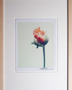 Blumen III Mohnbluete