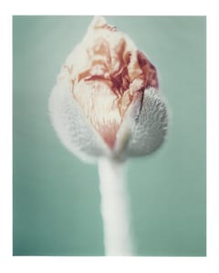 Blumen V Mohnblüte