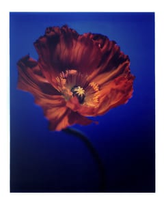 Blumen VI Mohnblüte