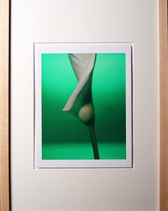 Blumen XI Blumenserie
