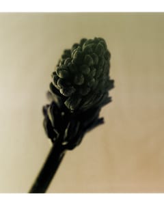Hyacinth I