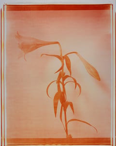 Lilien Tryptichon II(gruen)