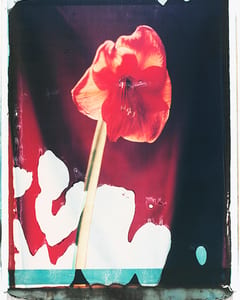 Mohn I