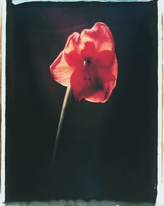 Mohn II