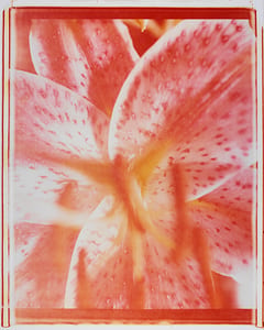 Orchidee VII