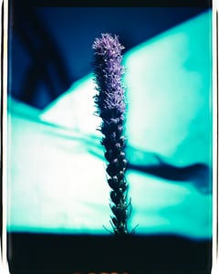Purple II