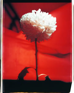 Red II