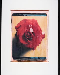 Rose III
