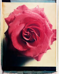 Rose IV