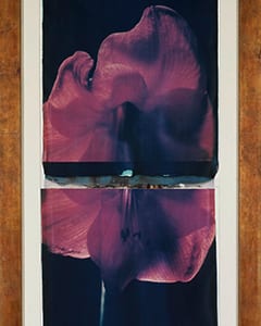 Rote Blume