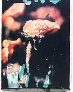 Verwelkte Rosen II