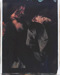 Verwelkte Rosen III