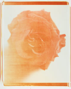 Zarte Rose IV