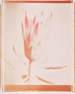 0856 Lichte Blüte